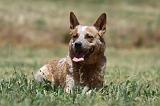 BOUVIER AUSTRALIEN 335